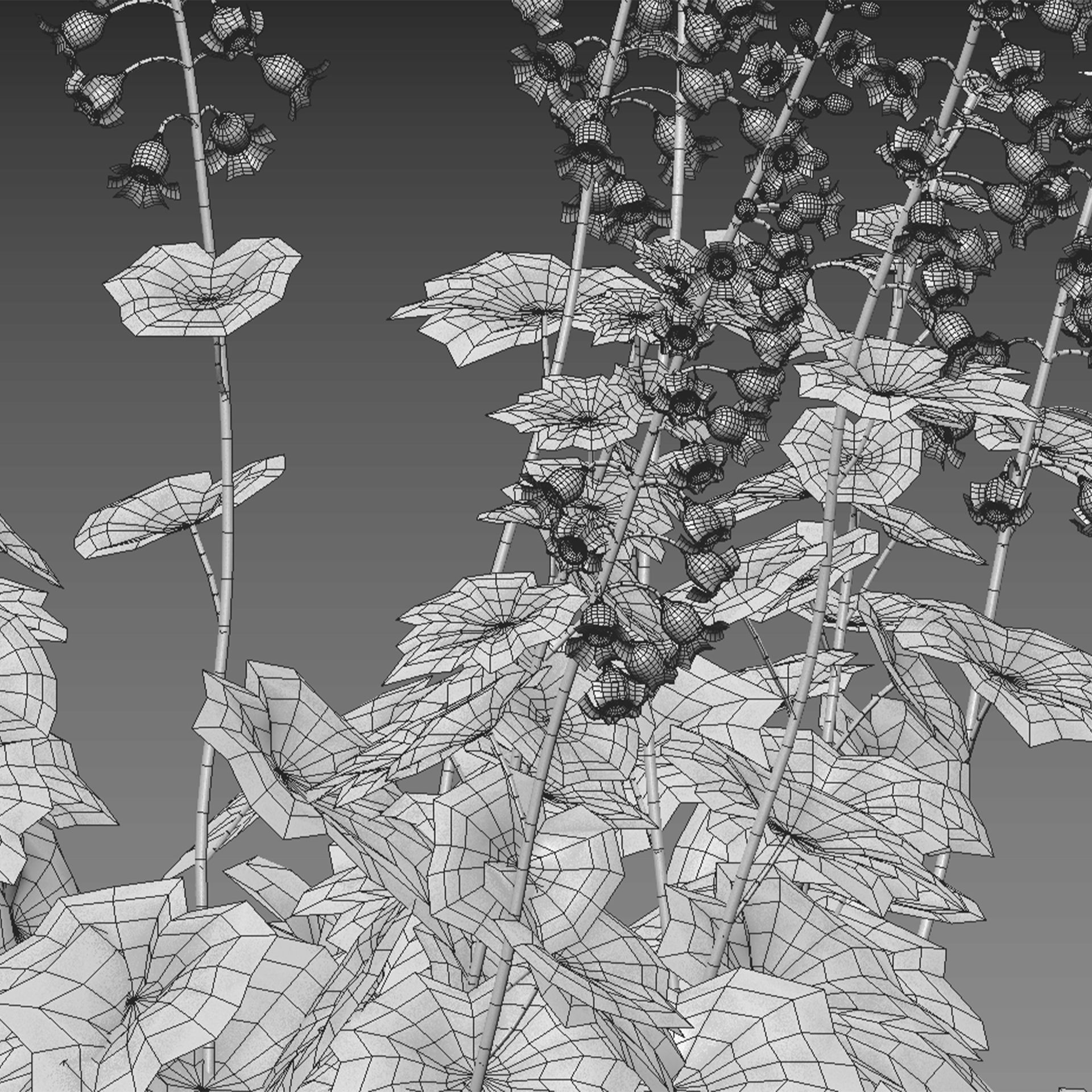 Tellima grandiflora - Fringe cups 02 3D model_3