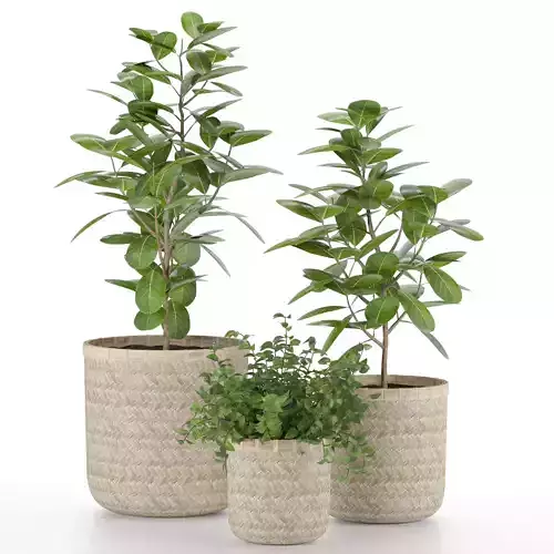 indoor potted plants