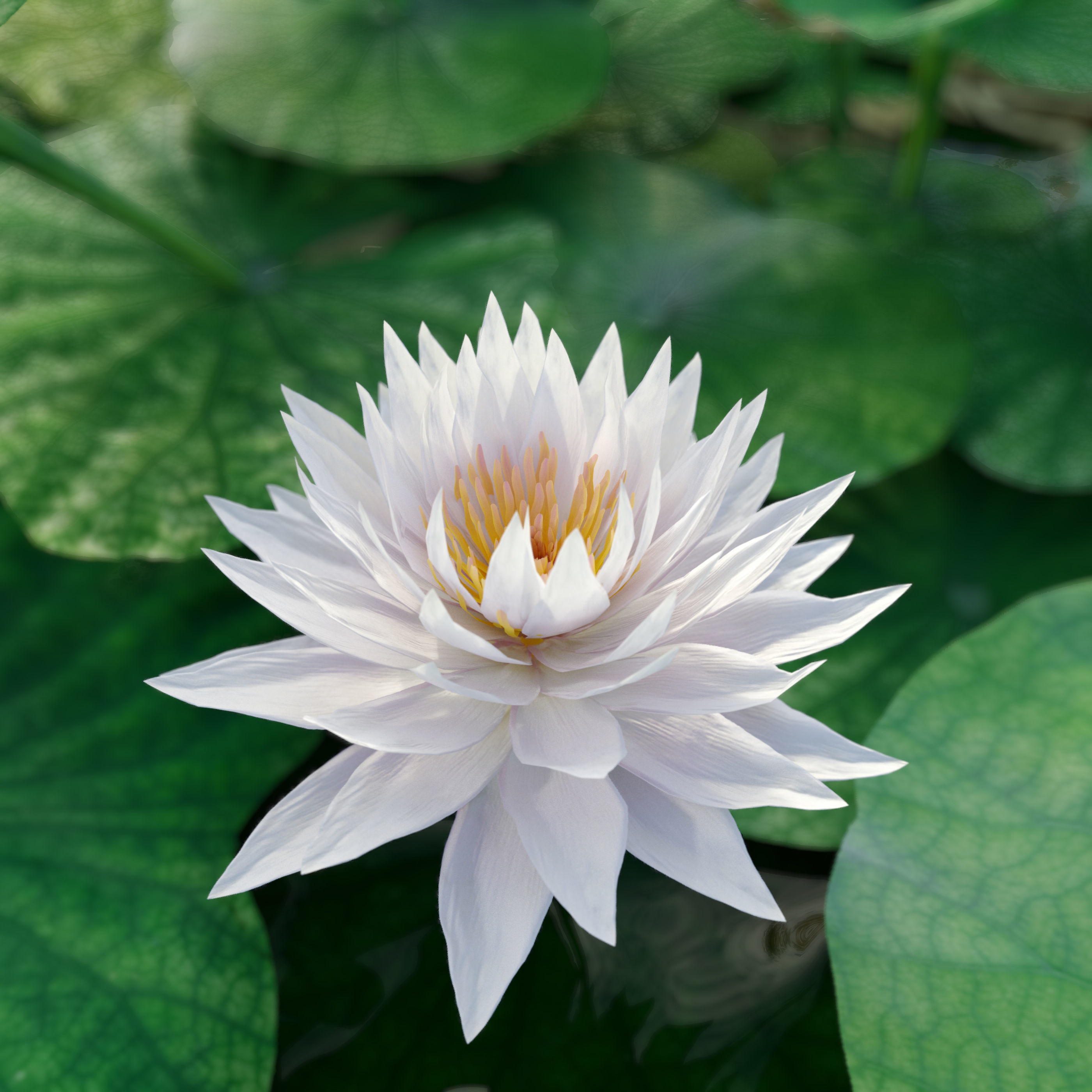 Water lilies 03 3D model_4