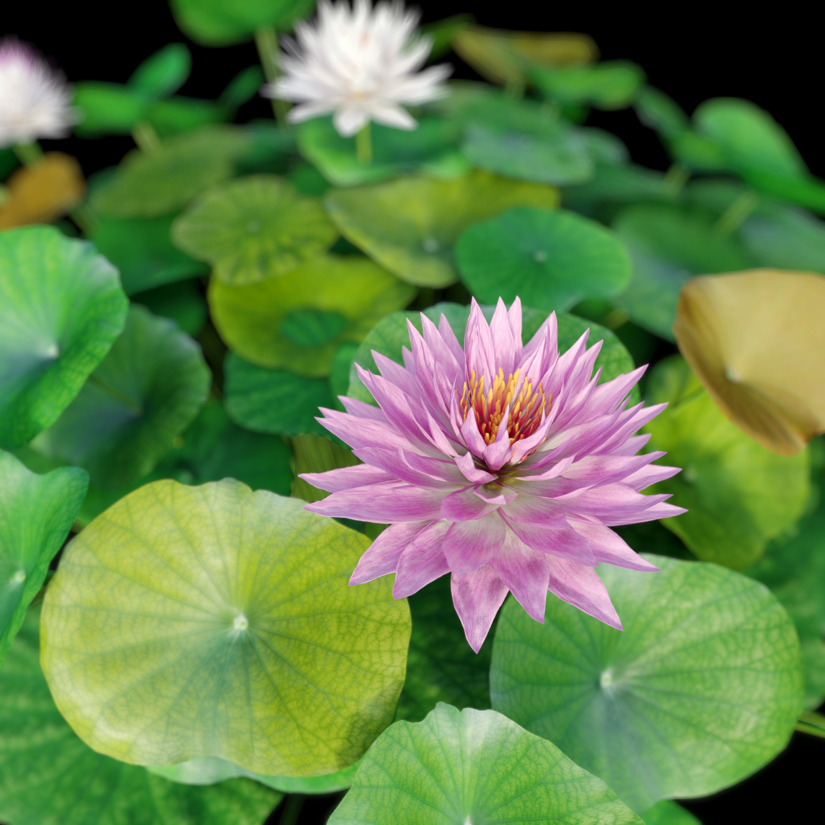 Water lilies 03 3D model_5