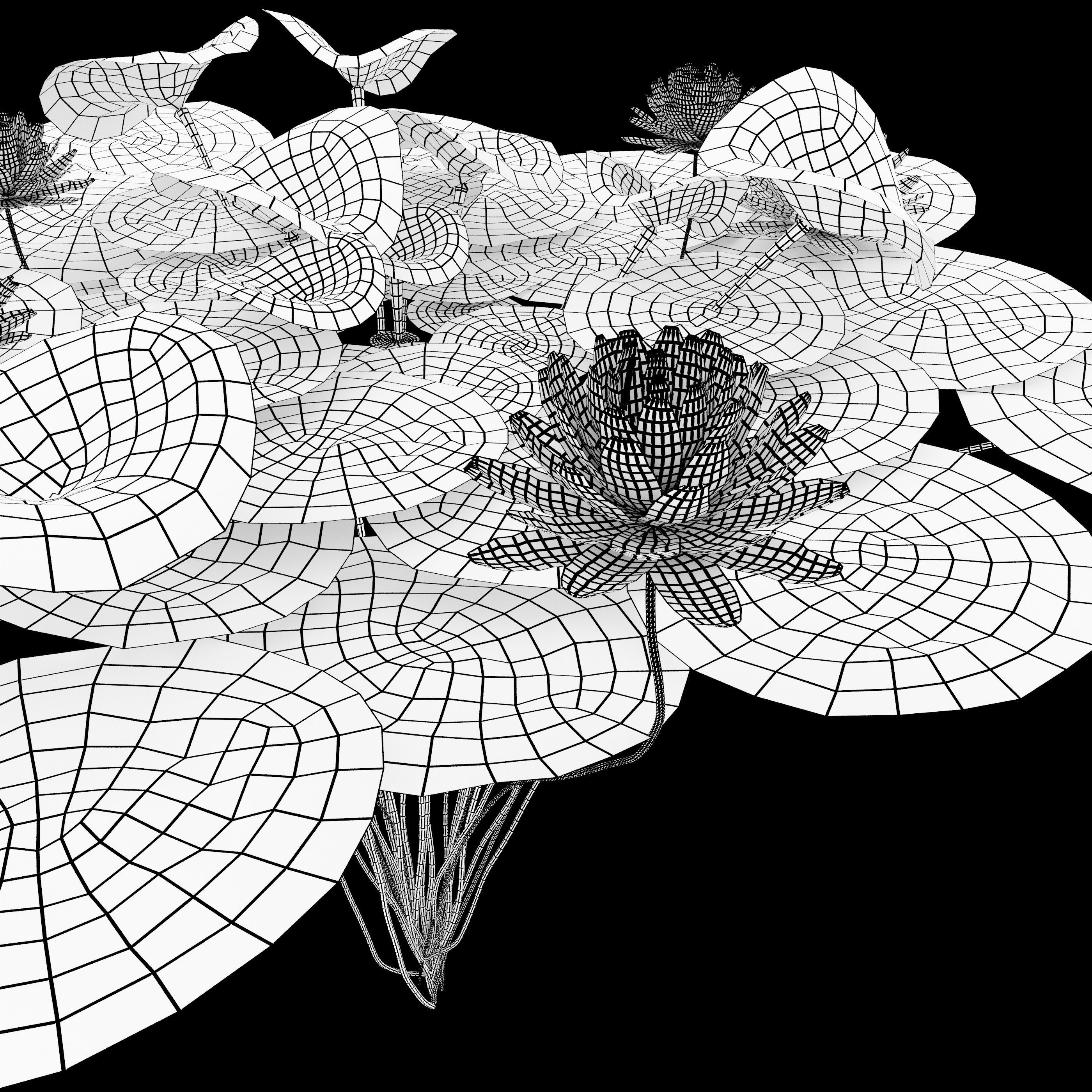 Water lilies 03 3D model_6