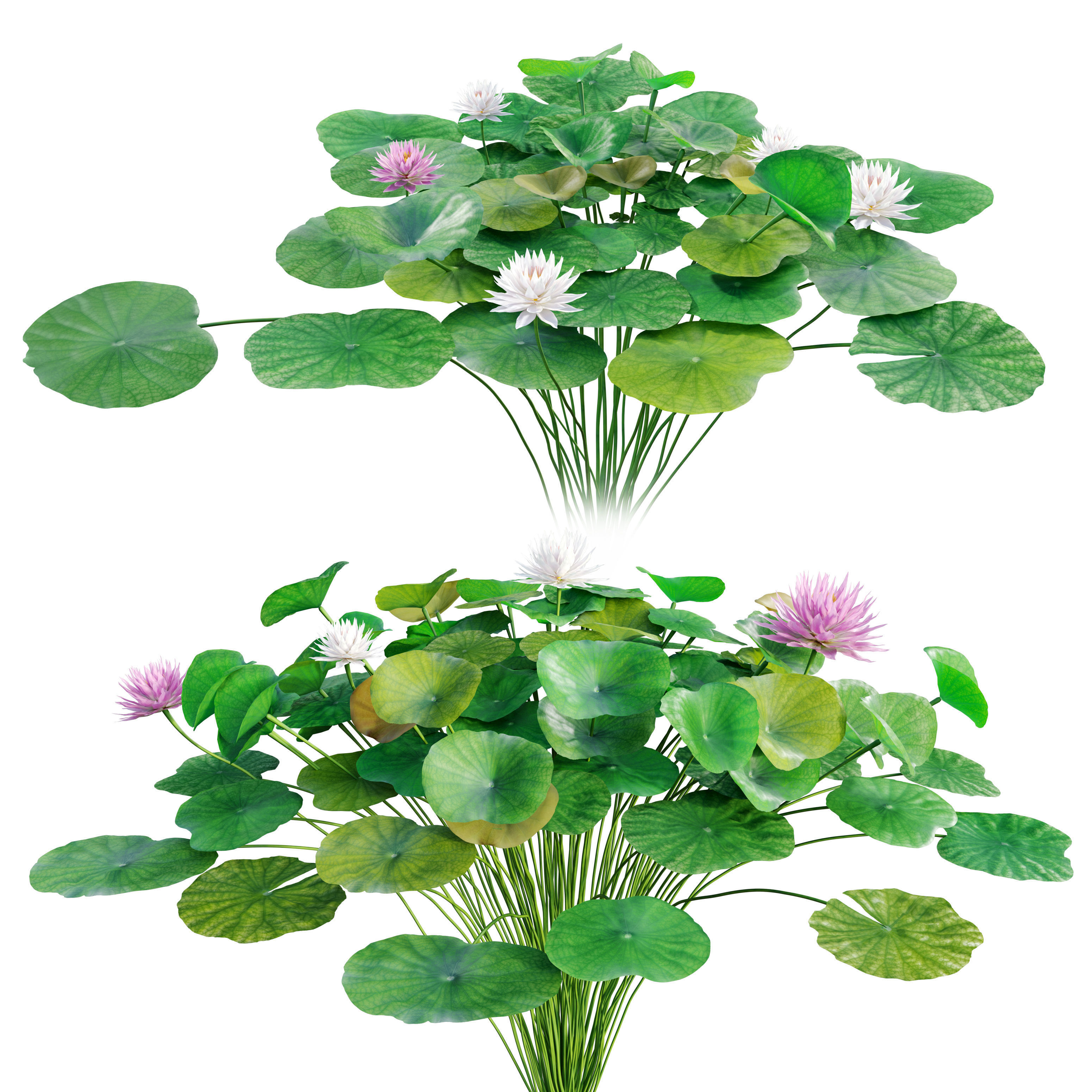Water lilies 03 3D model_1