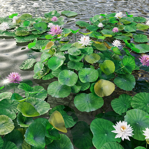 Water lilies 03 3D model