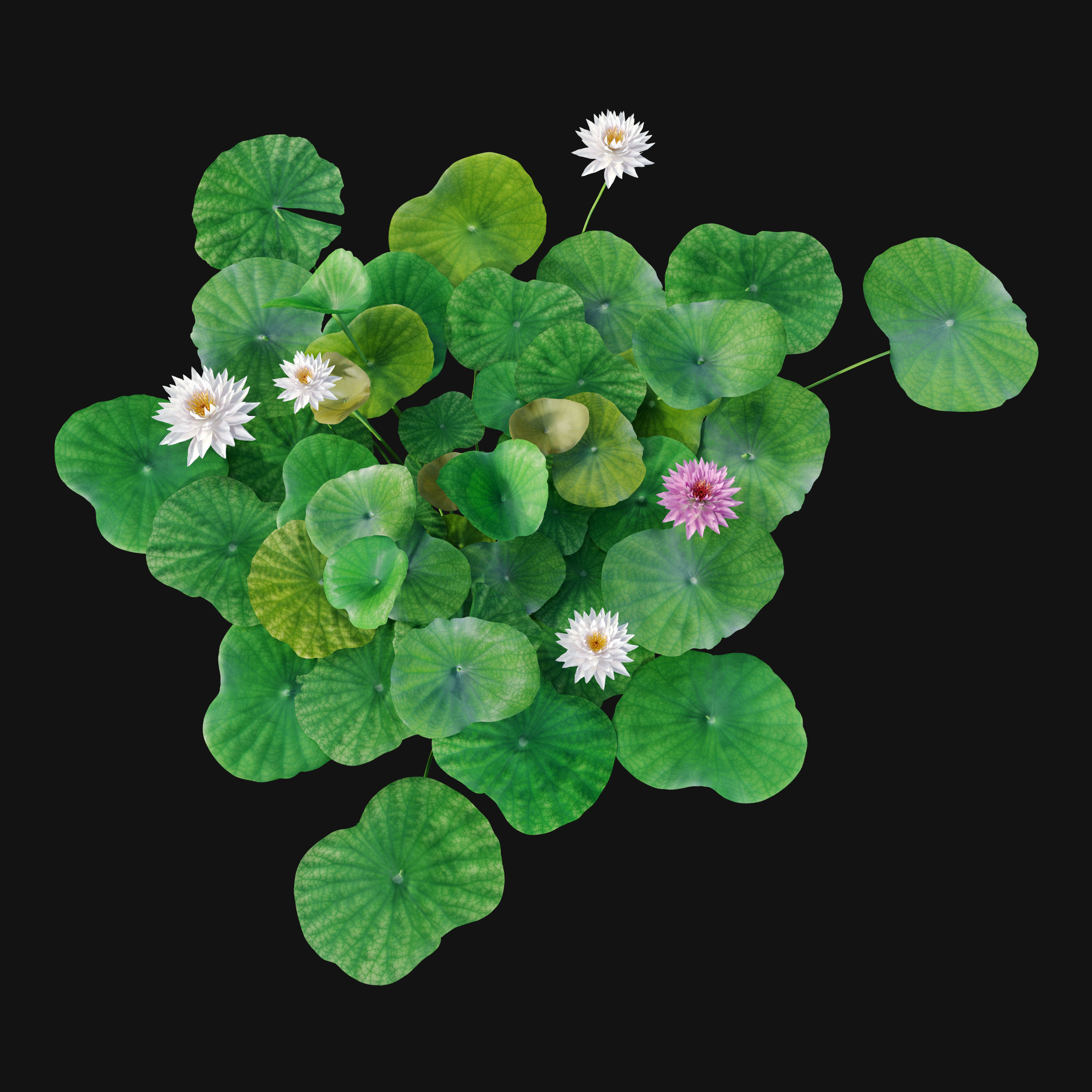 Water lilies 03 3D model_2