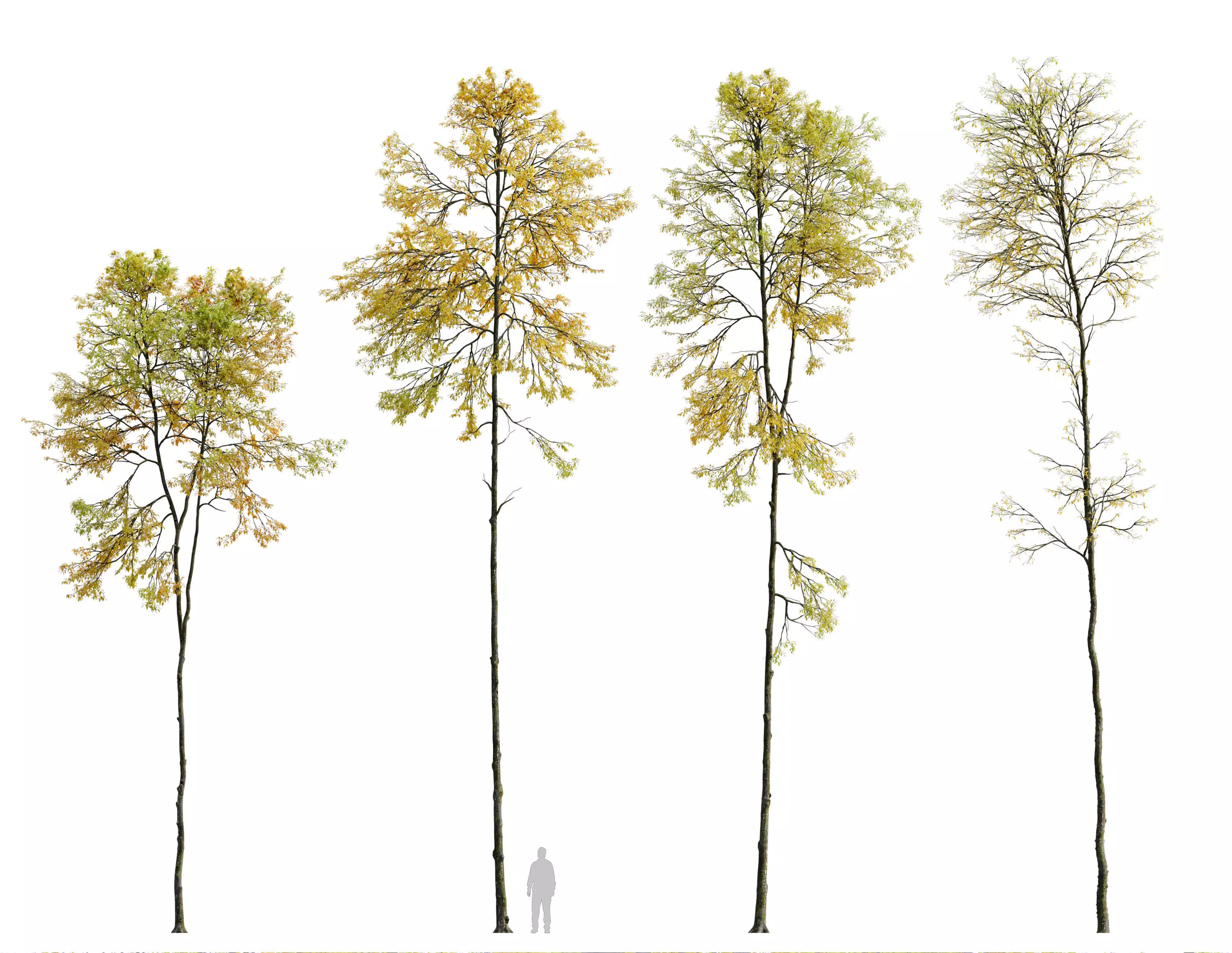 Autumn forest trees 3D model