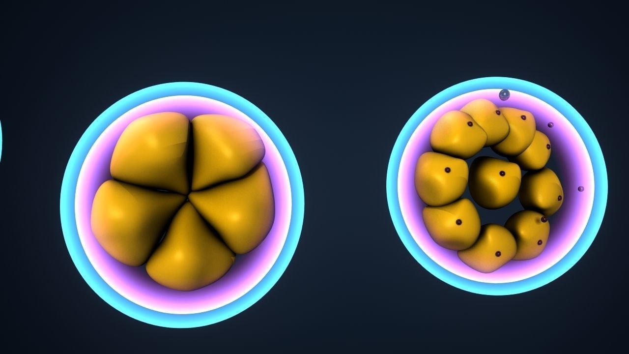 early human developmen 3D model_2