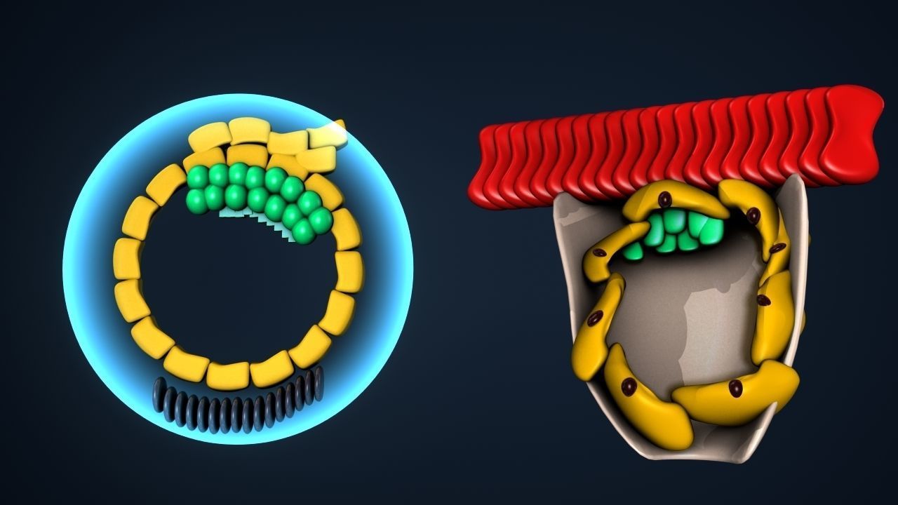 early human developmen 3D model_7