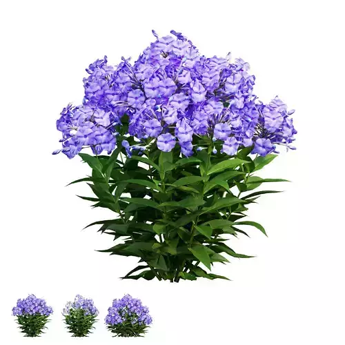 Phlox paniculata blue 02