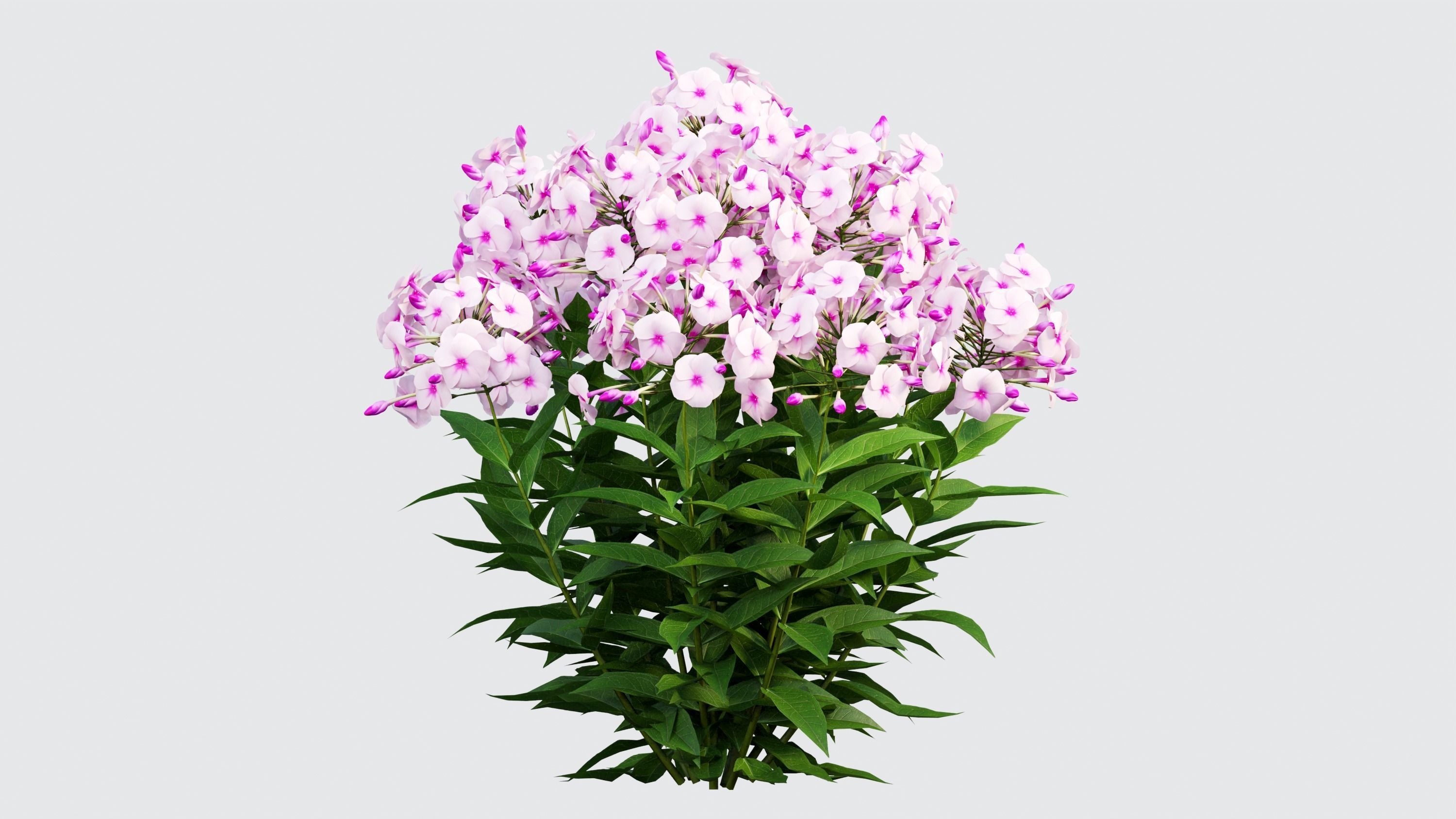 Phlox paniculata frame white eye 02 3D model_5