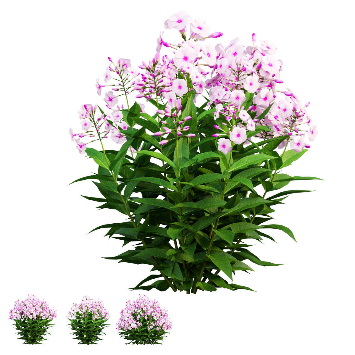Phlox paniculata frame white eye 02 3D model_1