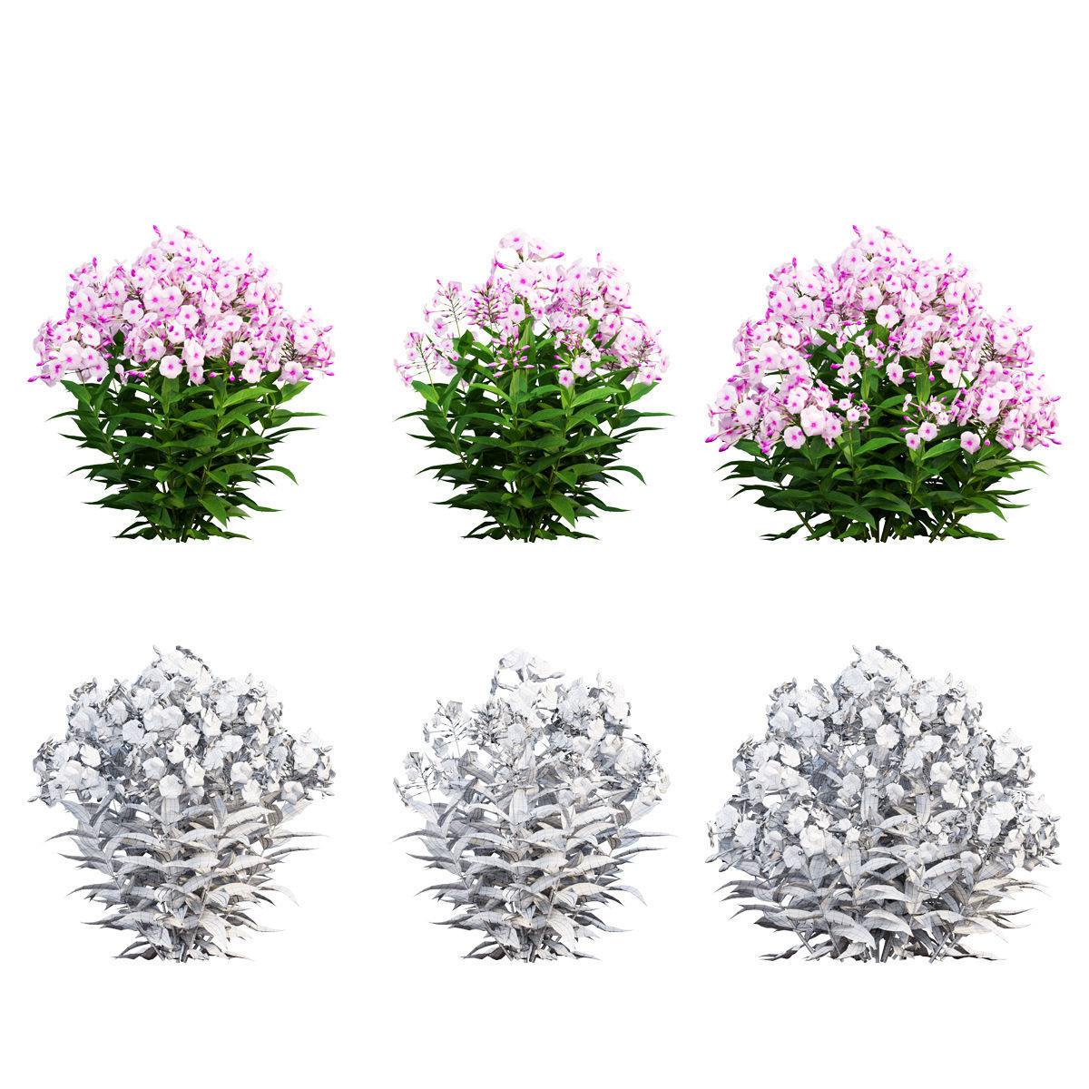 Phlox paniculata frame white eye 02 3D model_3