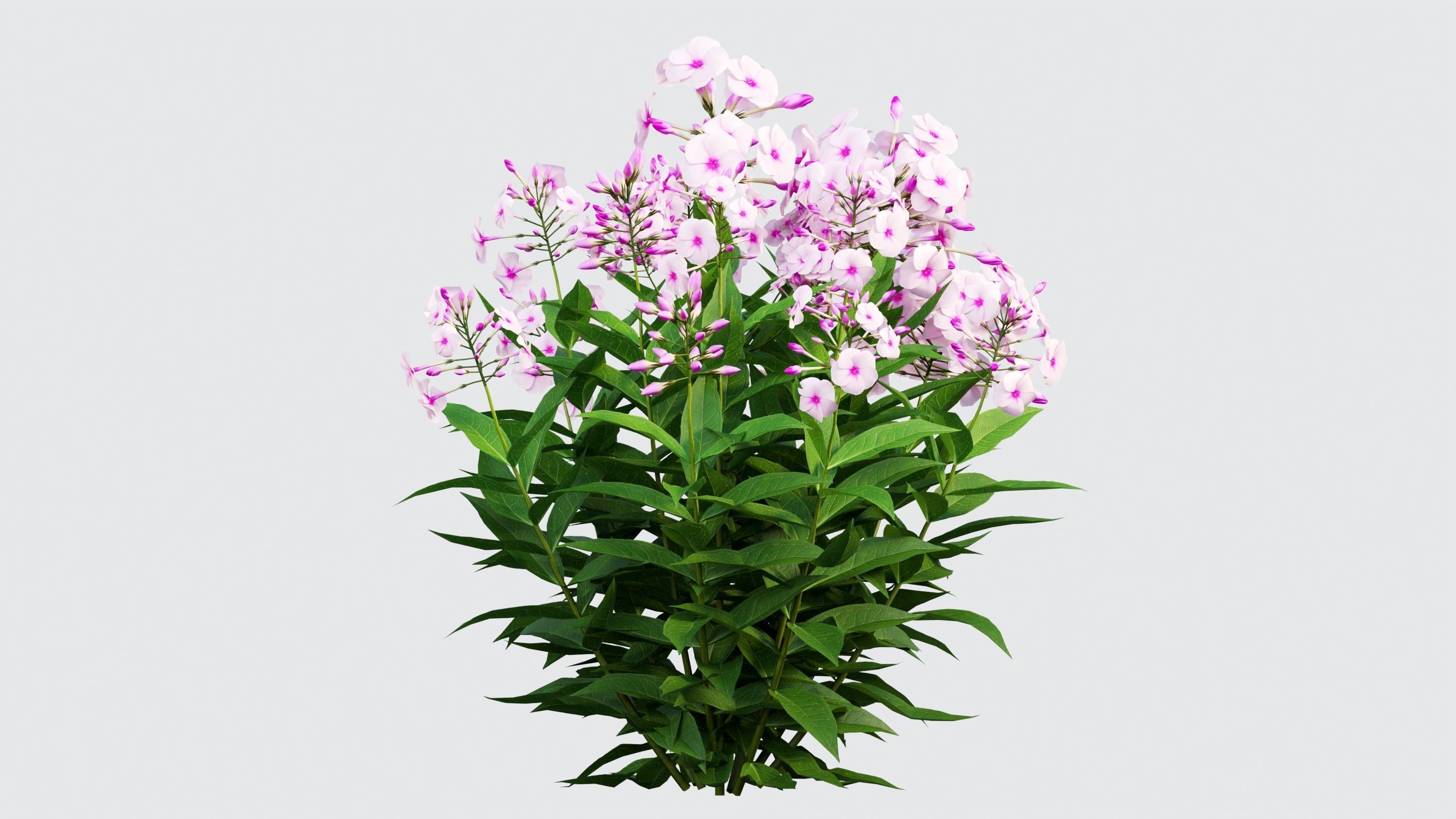 Phlox paniculata frame white eye 02 3D model_6