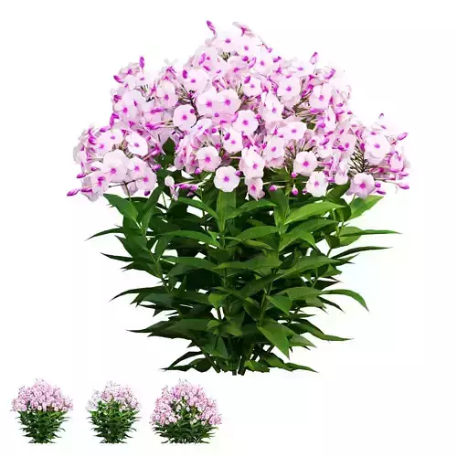 Phlox paniculata frame white eye 02 3D model