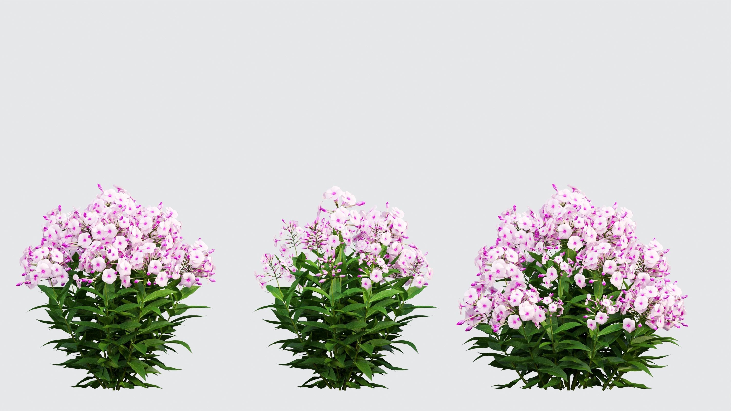 Phlox paniculata frame white eye 02 3D model_8