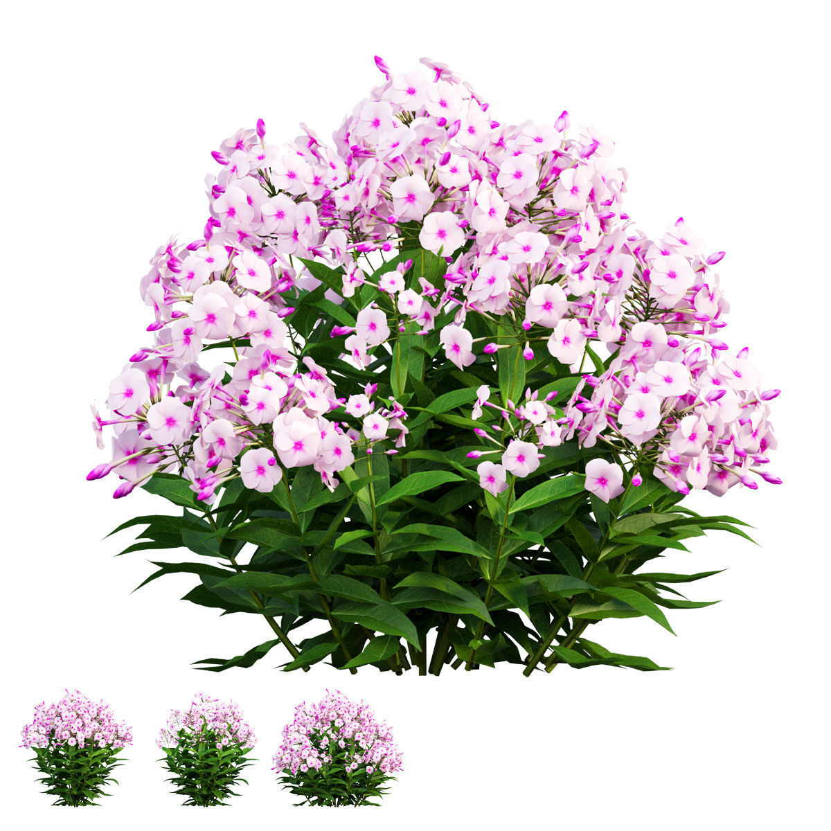 Phlox paniculata frame white eye 02 3D model_2