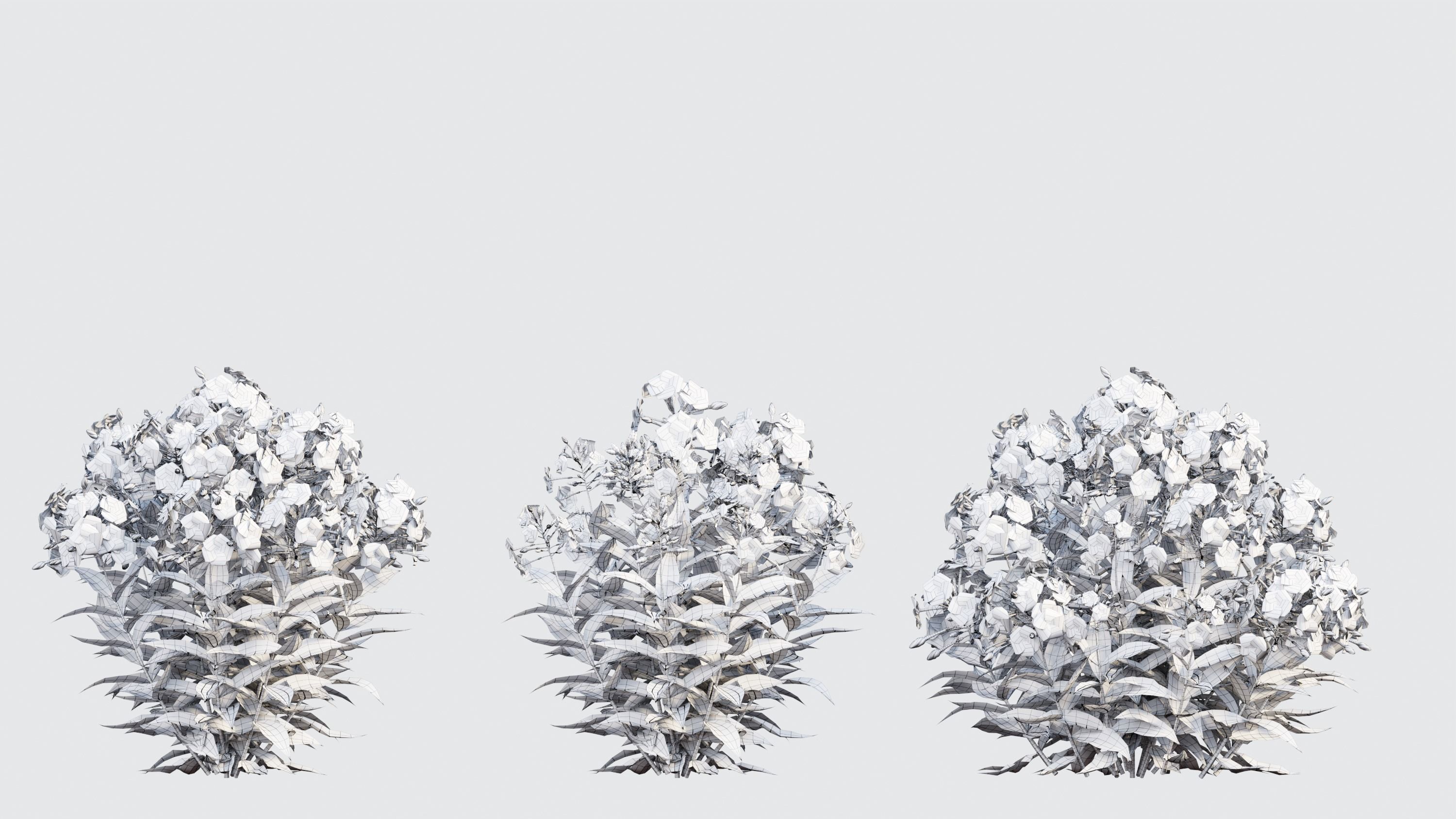Phlox paniculata frame white eye 02 3D model_4