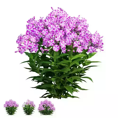 Phlox paniculata candy twist 02