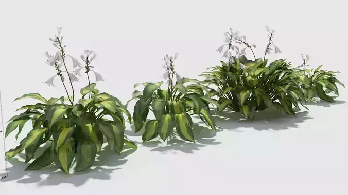 Hosta three plants in row