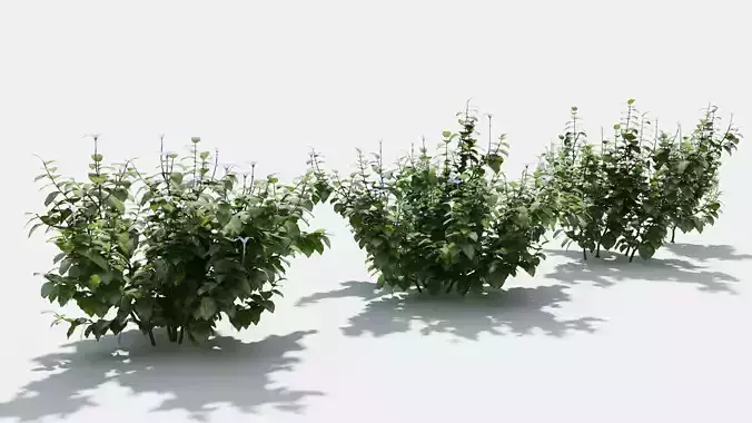 Isotoma hibiscus plant