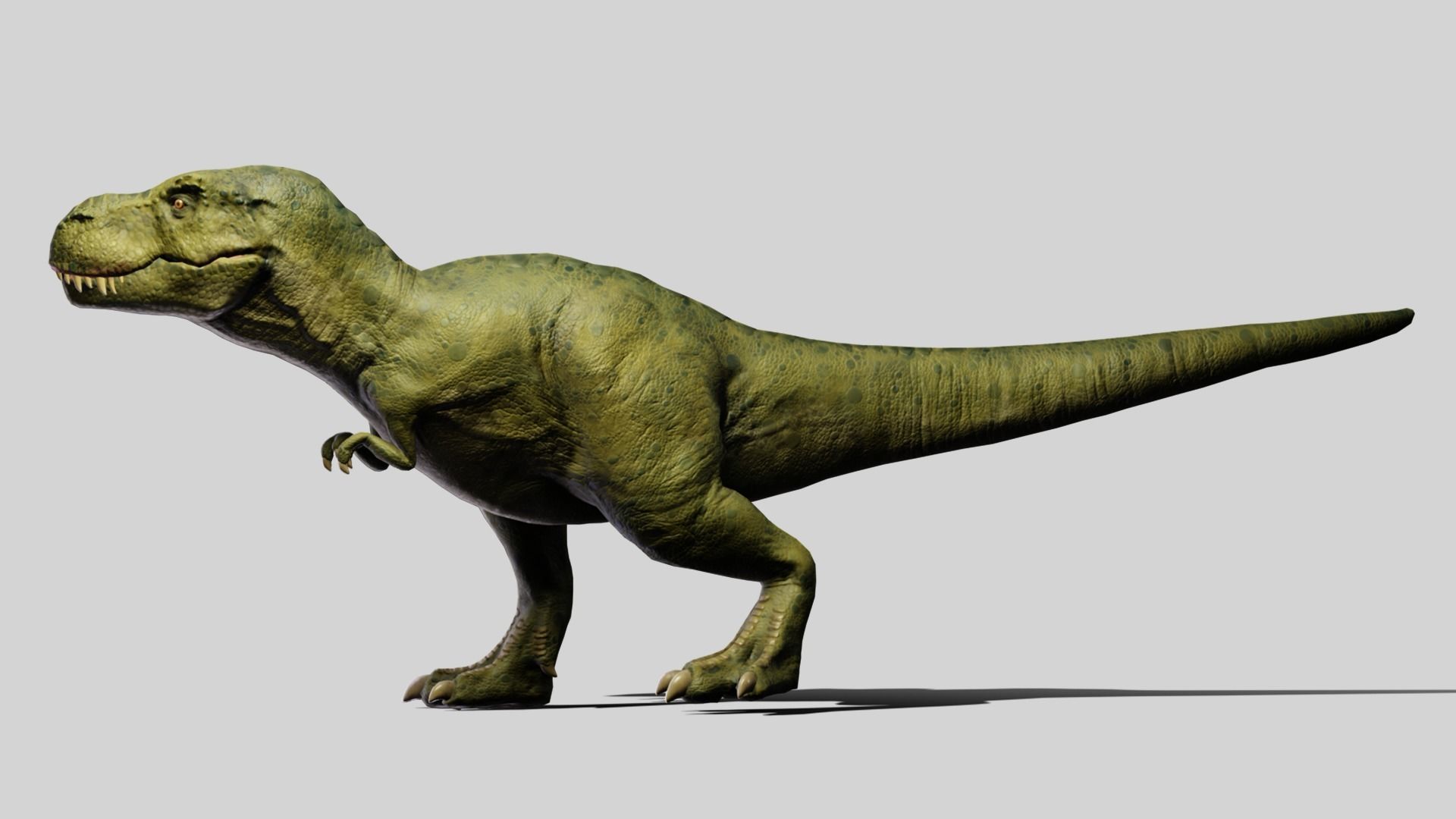 Tyrannosaurus rex Low-poly 3D model_6