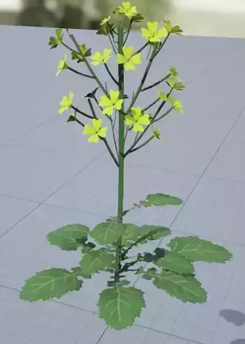 Brassica napus Canola Flower 