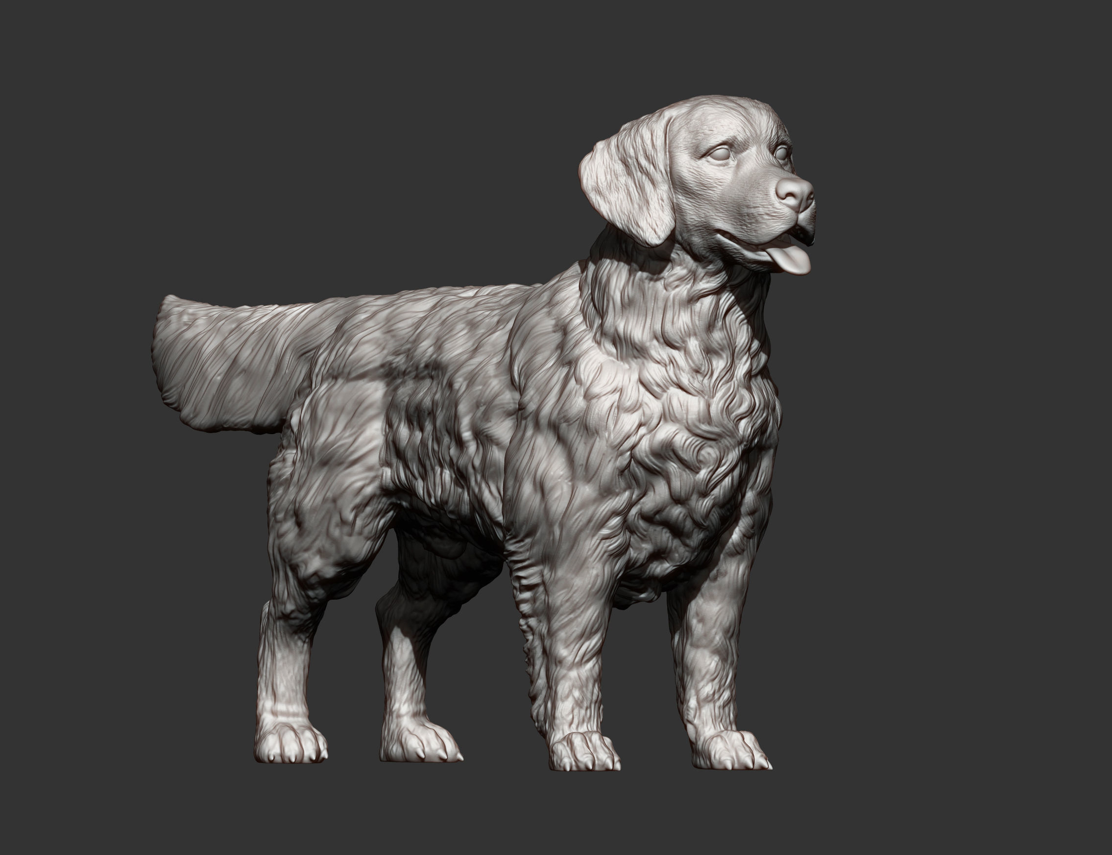 Golden retriever 3D print model_9