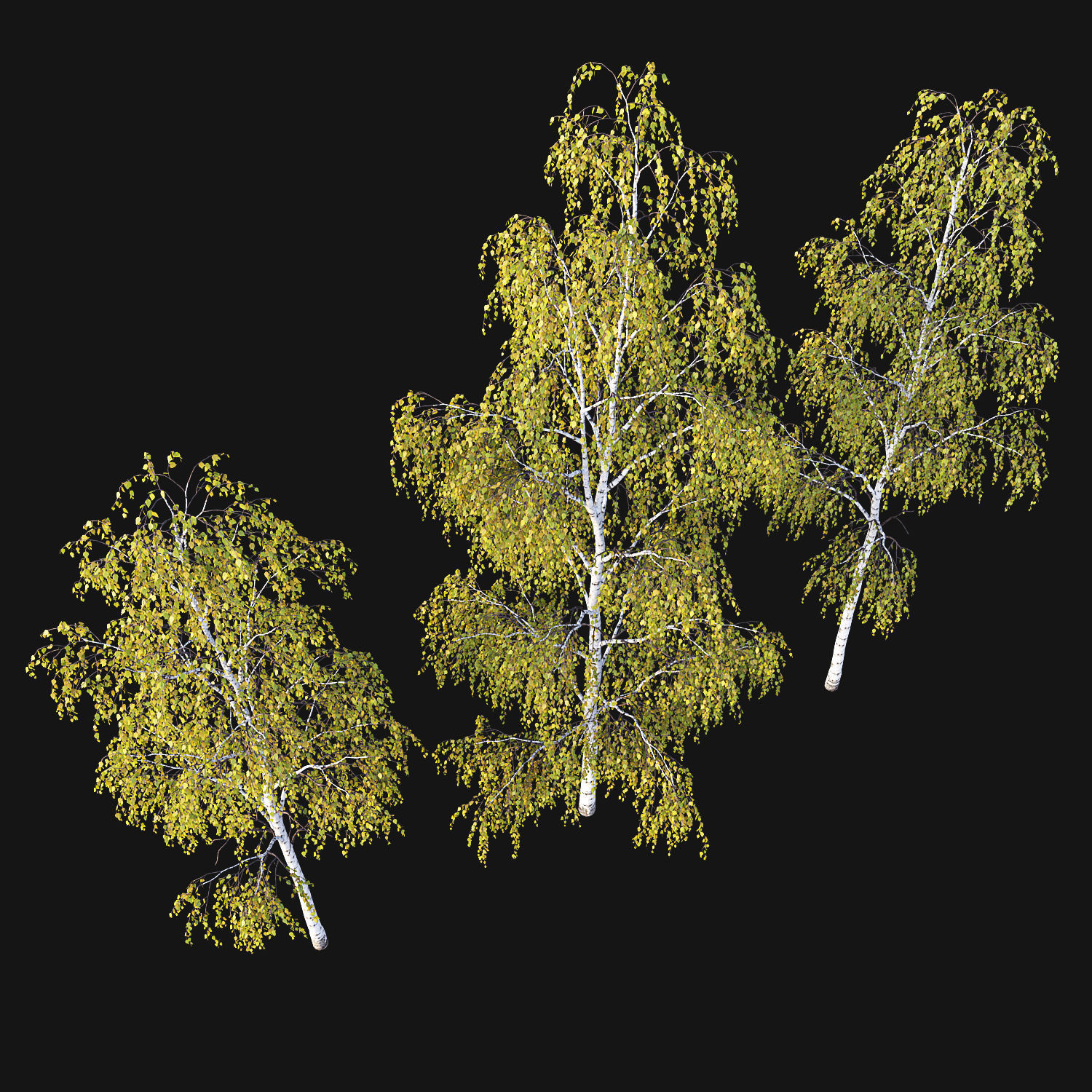 Birch Tree Set 3D model_5