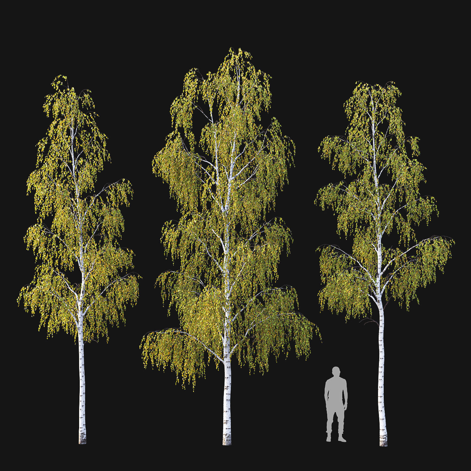 Birch Tree Set 3D model_3