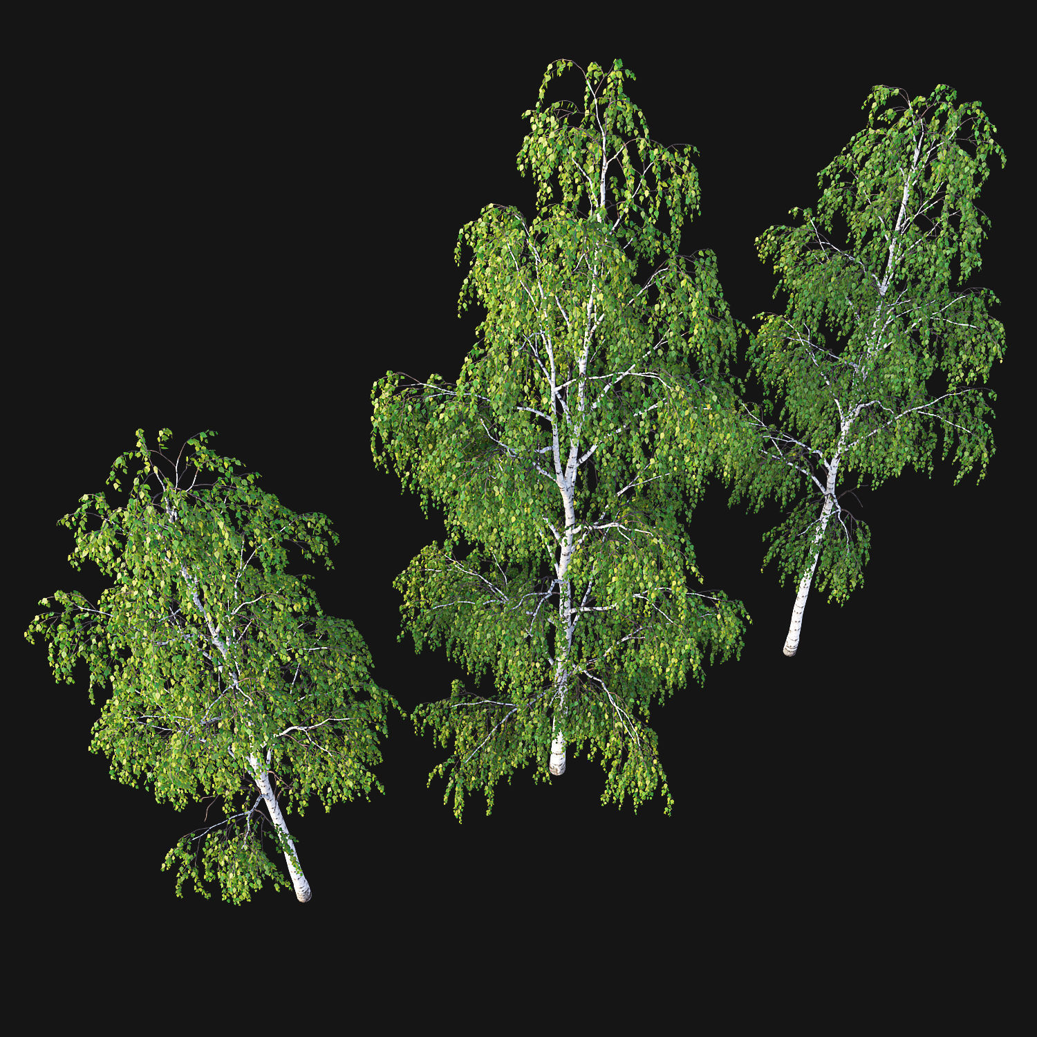 Birch Tree Set 3D model_1