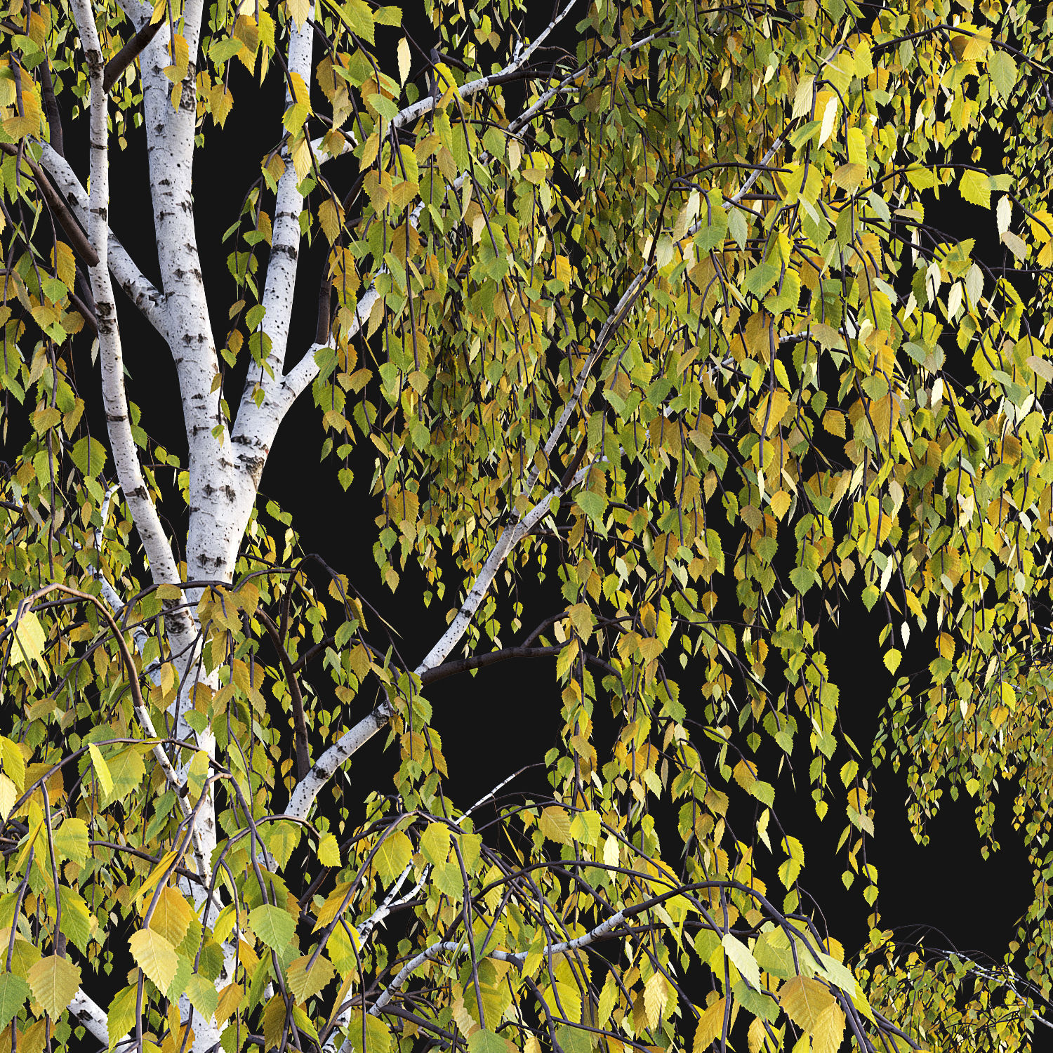 Birch Tree Set 3D model_4