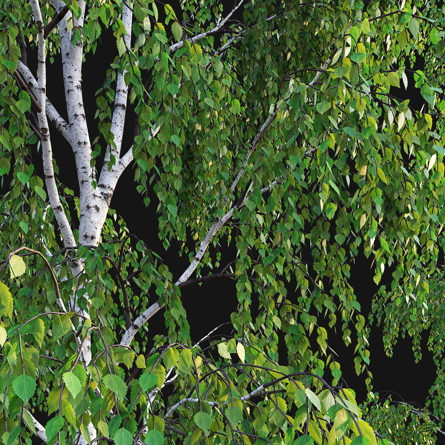 Birch Tree Set 3D model_2