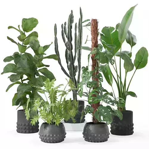 Plants collection 133 3D model