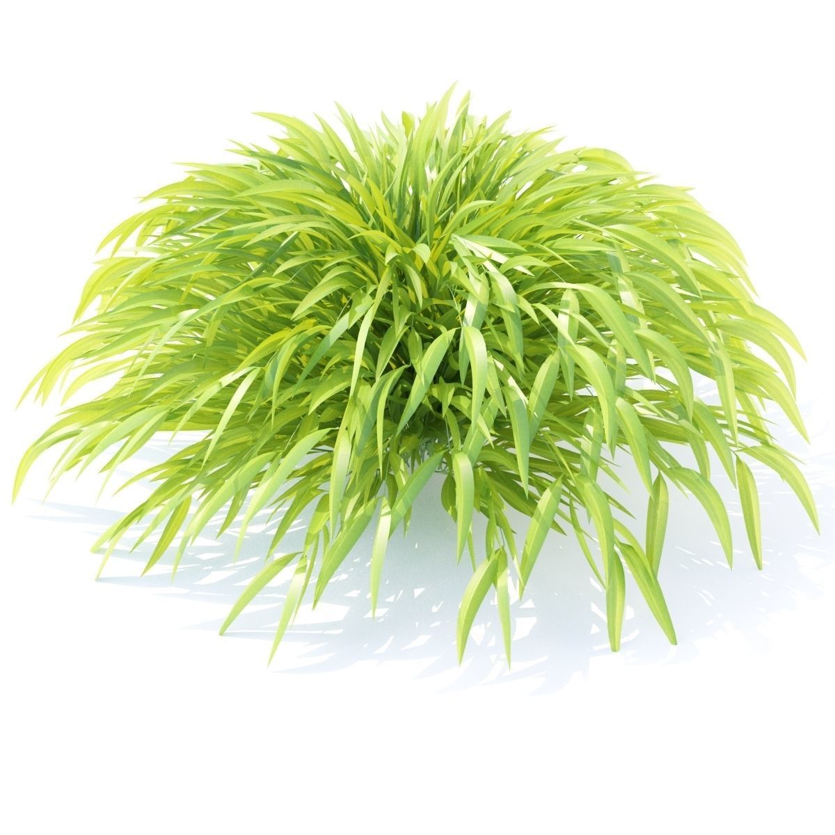 Hakonechloa macra grass vol 2 3D model_4