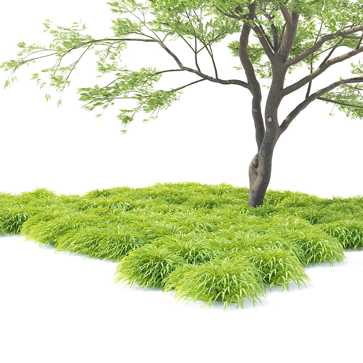 Hakonechloa macra grass vol 2 3D model_2