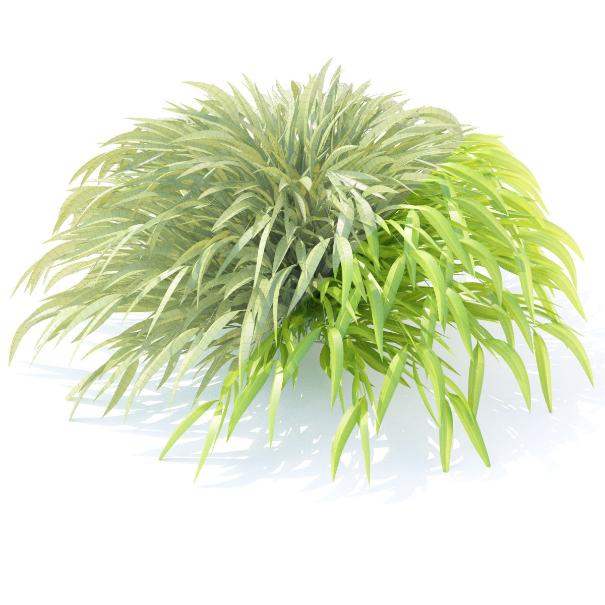 Hakonechloa macra grass vol 2 3D model_1