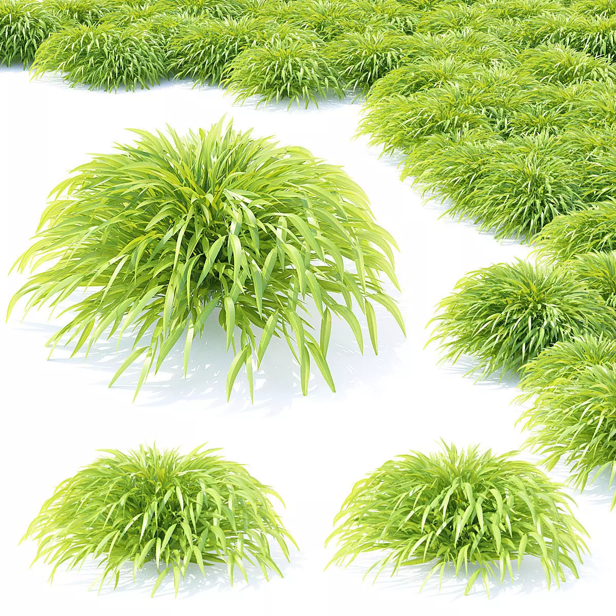 Hakonechloa macra grass vol 2 3D model_0