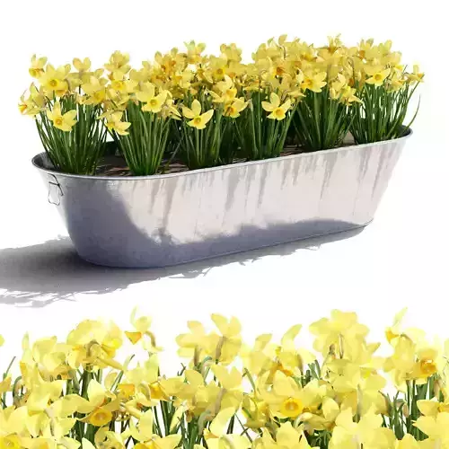 Flowerpot with Narcissus 
