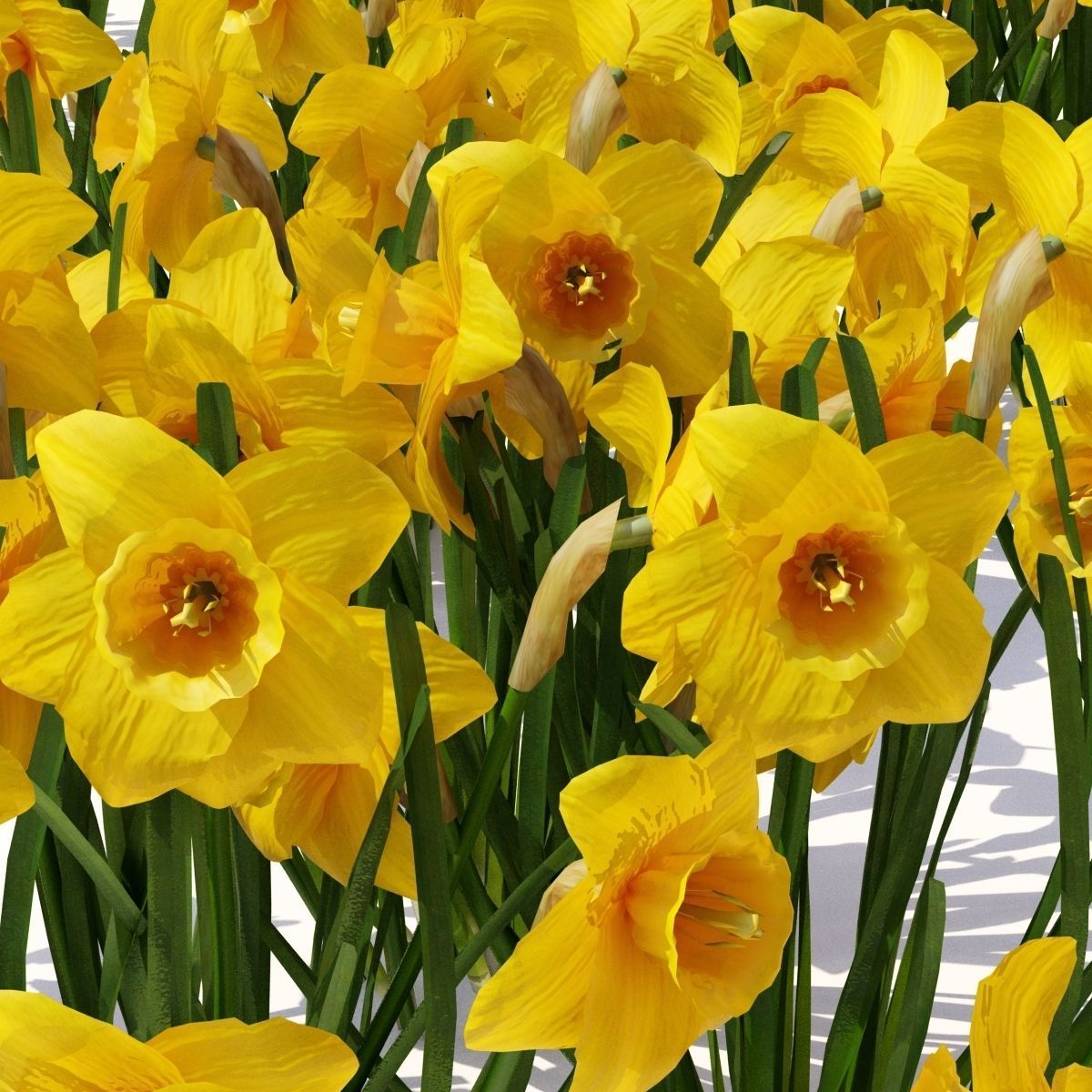  Spring flowers vol 1 3D model_7