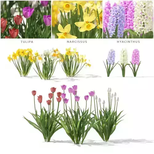  Spring flowers vol 1 3D model