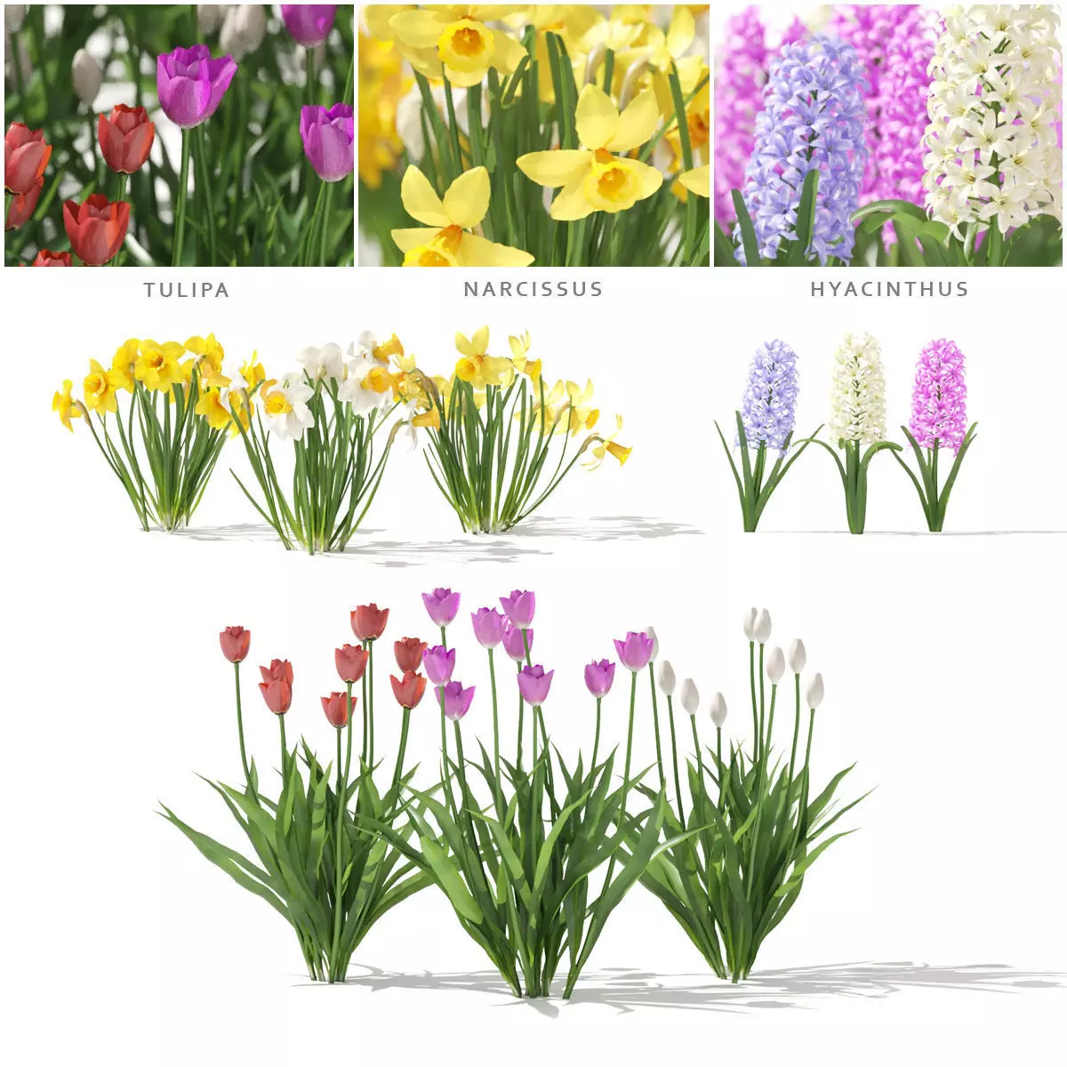  Spring flowers vol 1 3D model_0