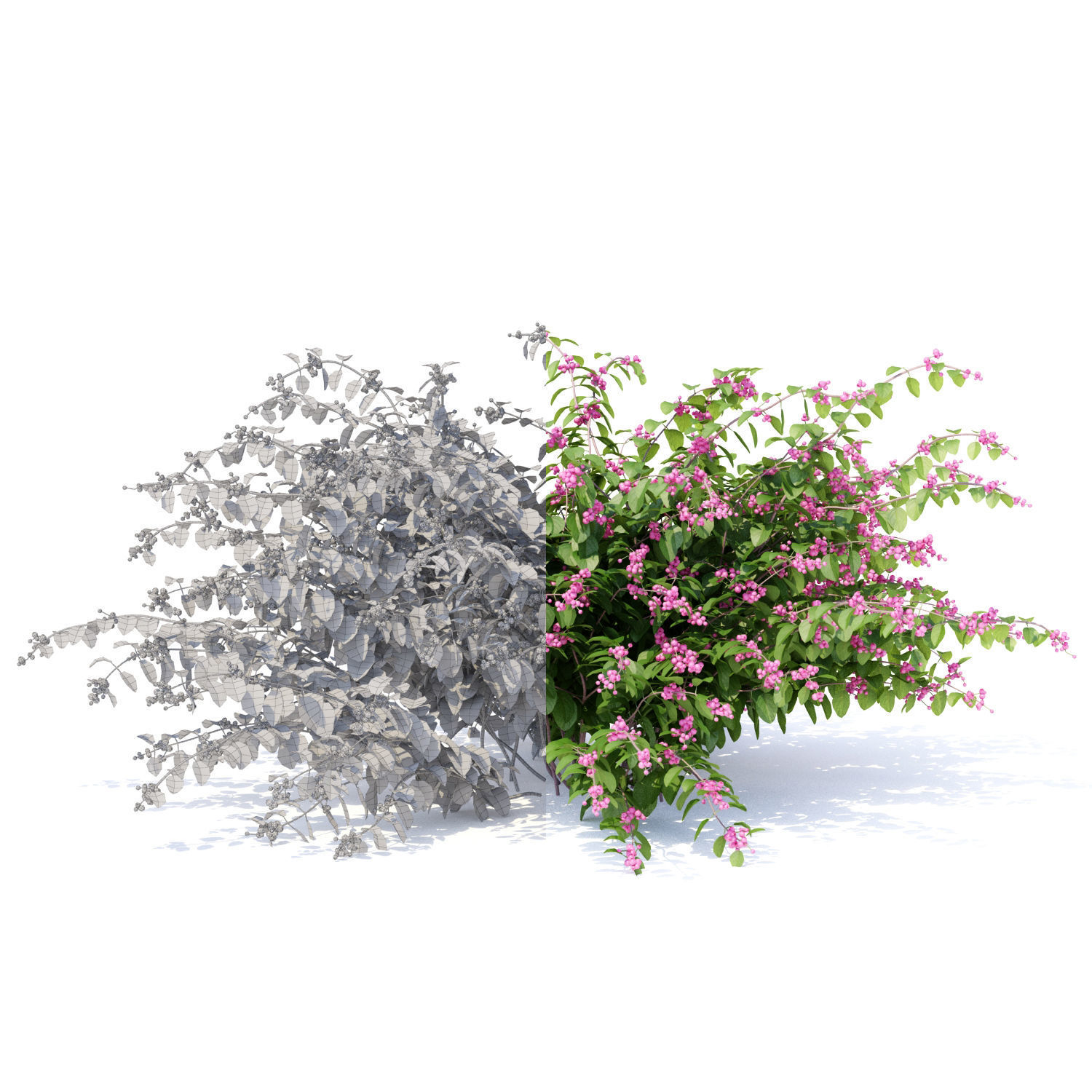Symphoricarpos doorenbosii bush 3D model_1