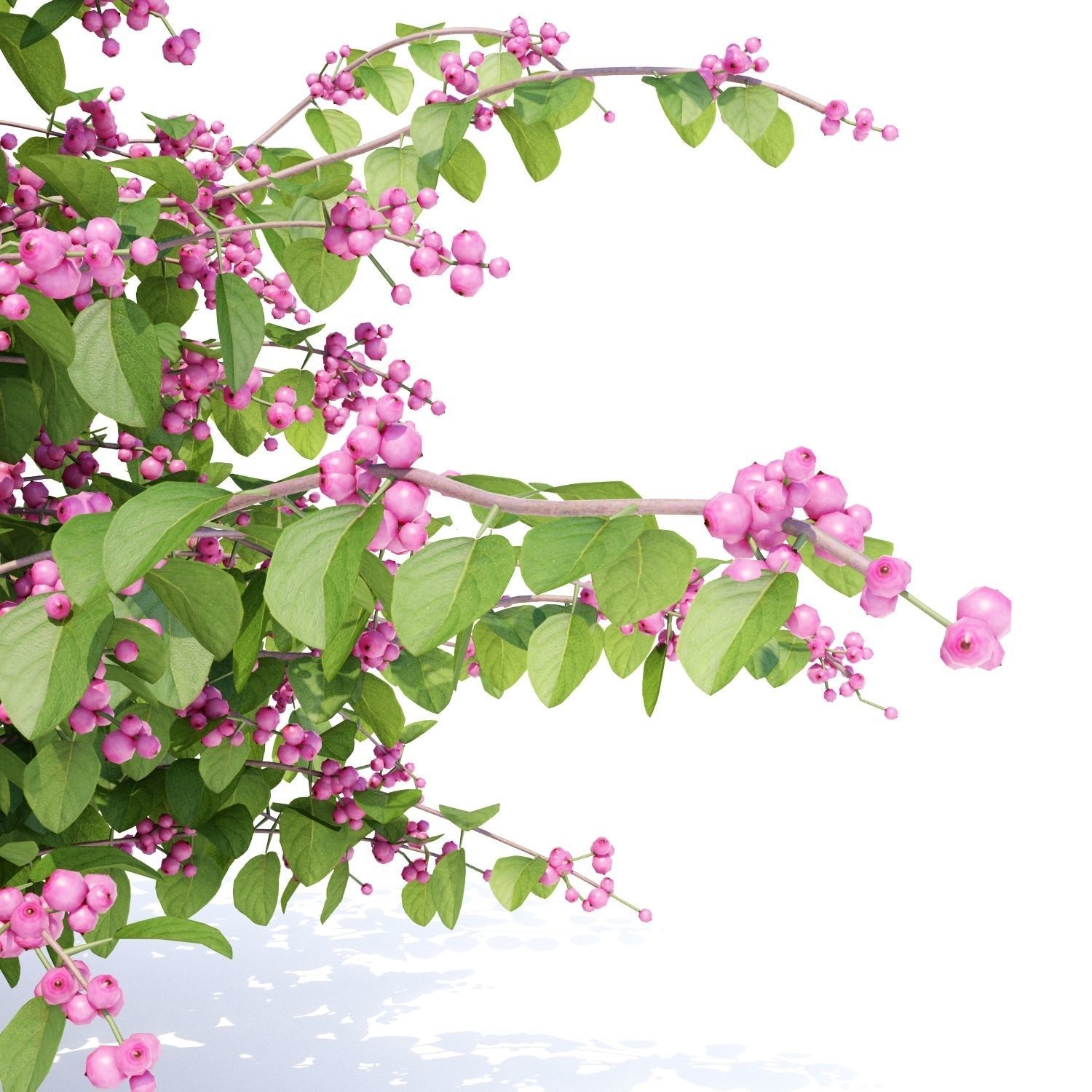 Symphoricarpos doorenbosii bush 3D model_3