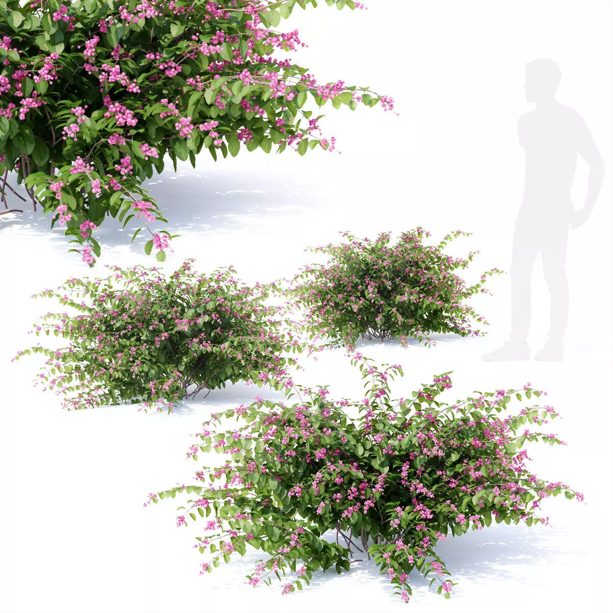 Symphoricarpos doorenbosii bush 3D model_0