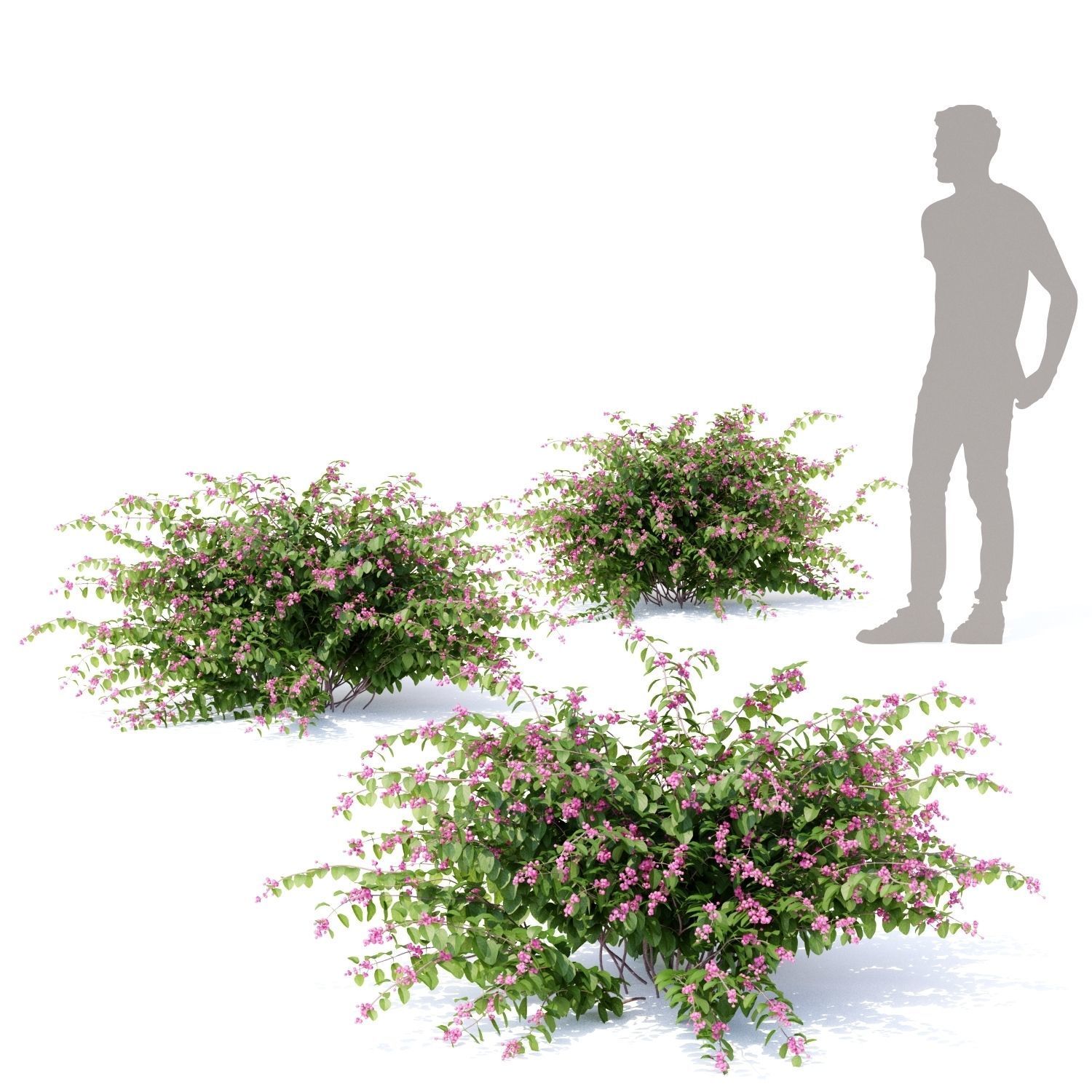 Symphoricarpos doorenbosii bush 3D model_6