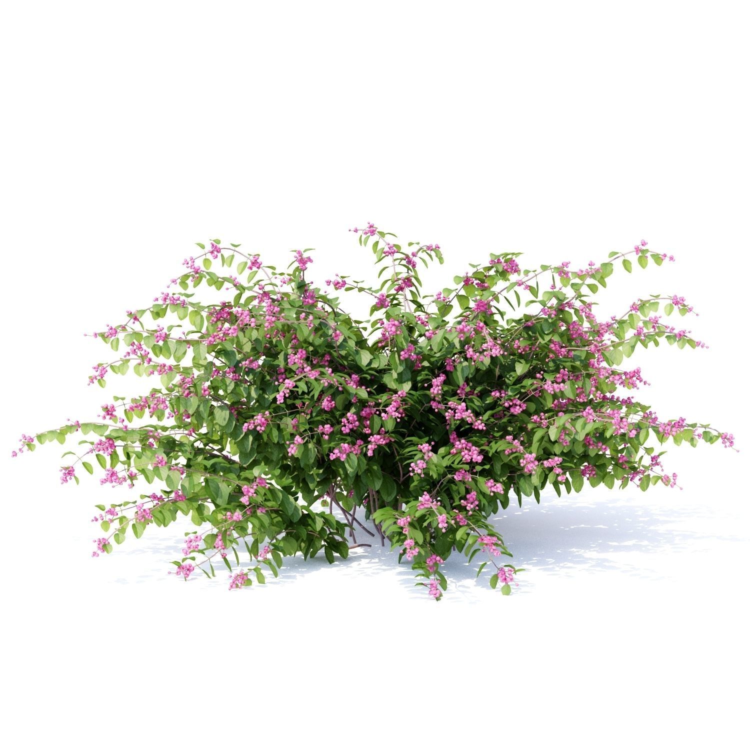 Symphoricarpos doorenbosii bush 3D model_2