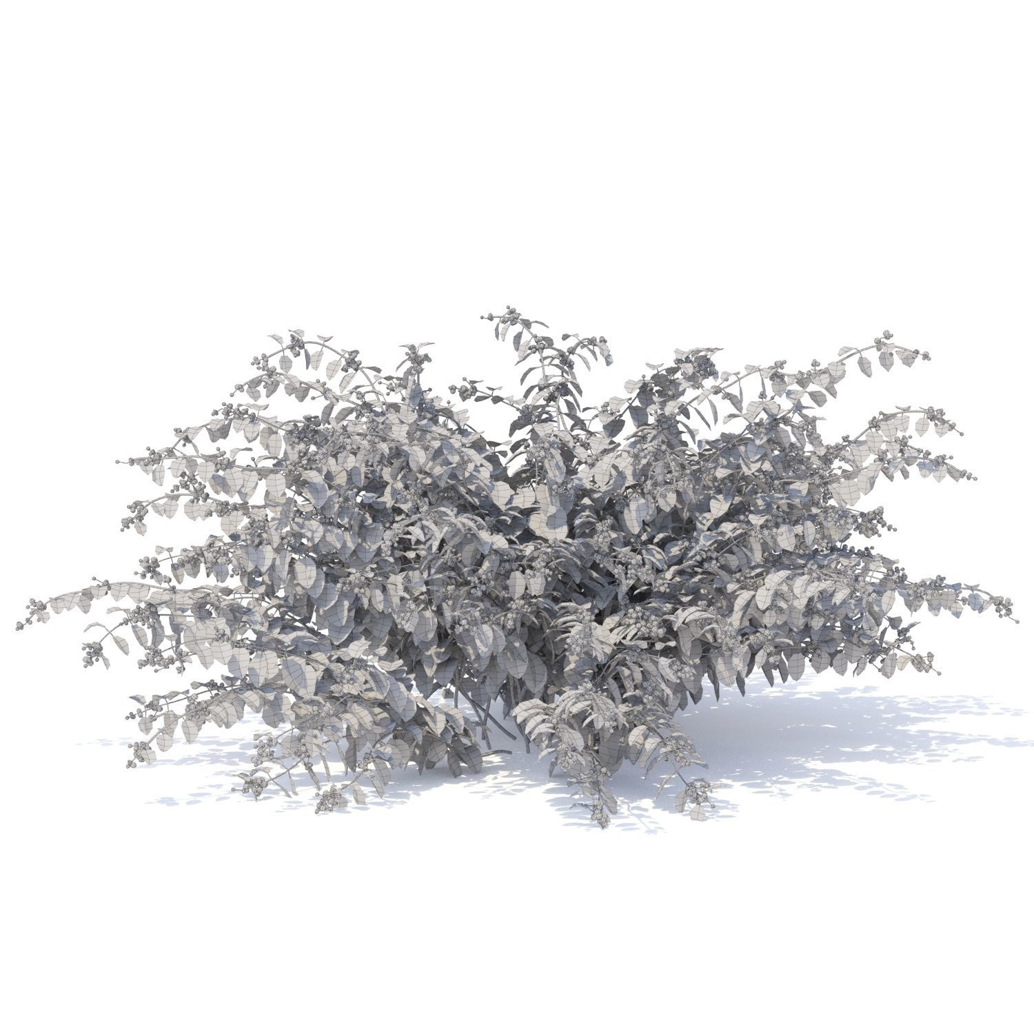 Symphoricarpos doorenbosii bush 3D model_4