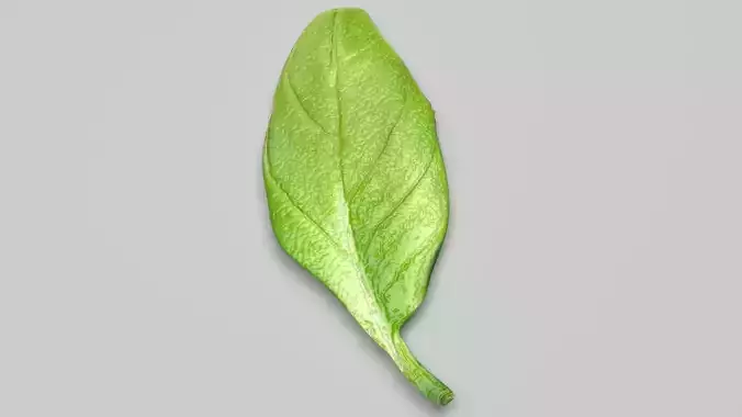 Fresh Basil Leaf 3D model