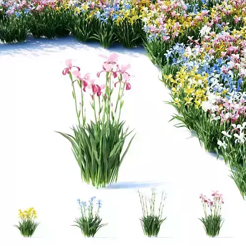 Iris germanica 4 colors 3D model