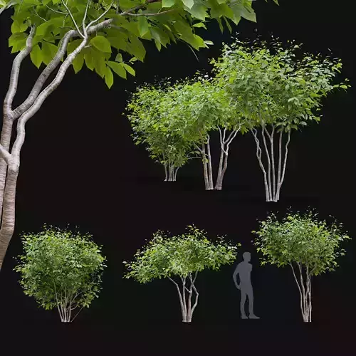 Magnolia stellata leaf bush