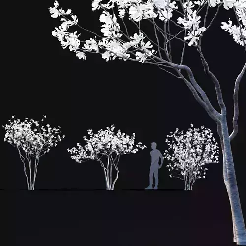 Magnolia stellata flowering